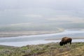 wild bison buffalo grazing - Yellowstone National Park - mountain wildlife