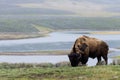 wild bison buffalo grazing - Yellowstone National Park - mountain wildlife Royalty Free Stock Photo