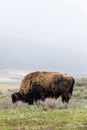 wild bison buffalo grazing - Yellowstone National Park - mountain wildlife Royalty Free Stock Photo