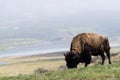 wild bison buffalo grazing - Yellowstone National Park - mountain wildlife Royalty Free Stock Photo