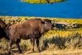 Wild Bison calf at Yellowstone Royalty Free Stock Photo