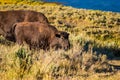 Wild Bison calf at Yellowstone Royalty Free Stock Photo