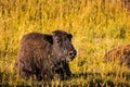 Wild Bison calf at Yellowstone Royalty Free Stock Photo