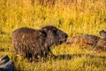 Wild Bison calf at Yellowstone Royalty Free Stock Photo