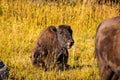 Wild Bison calf at Yellowstone Royalty Free Stock Photo