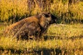 Wild Bison calf at Yellowstone Royalty Free Stock Photo