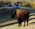 Wild bison in elk island national park