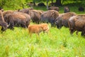 A herd of wild bison grazing in the field Royalty Free Stock Photo