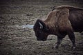 Wild bison grazing grass Royalty Free Stock Photo