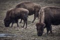 Wild bison grazing grass Royalty Free Stock Photo