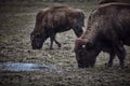 Wild bison grazing grass Royalty Free Stock Photo