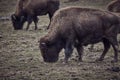 Wild bison grazing grass Royalty Free Stock Photo