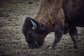 Wild bison grazing grass Royalty Free Stock Photo