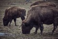 Wild bison grazing grass Royalty Free Stock Photo