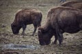 Wild bison grazing grass Royalty Free Stock Photo