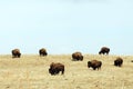 Wild bison herd Royalty Free Stock Photo