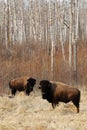 Wild bison herd