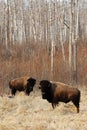 Wild bison herd Royalty Free Stock Photo