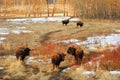 Wild bison herd Royalty Free Stock Photo