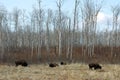 Wild bison on meadow