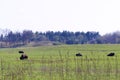 Wild Bison at Nachusa Grasslands 812084