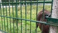 wild bison in an open enclosure in the forest, forest zoo