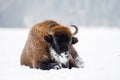 Wild bison portrait Royalty Free Stock Photo