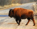 Wild bison on the road