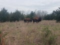 Wild bison roam the land