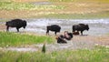 Wild bison`s in Antelope island near Salt lake city Royalty Free Stock Photo