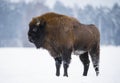 Wild bison standing in snowy field
