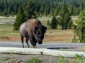 Wild bison in Yellowstone National Park Wyoming USA Royalty Free Stock Photo