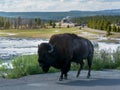 Wild bison in Yellowstone National Park Wyoming USA Royalty Free Stock Photo