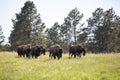 Wild bisons on the prairie near Wildlife Loop Road in Custer State Park, Custer, South Dakota Royalty Free Stock Photo