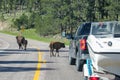 Wild bisons roaming on a highway in Custer State Park caused a traffic jam, Custer, South Dakota Royalty Free Stock Photo