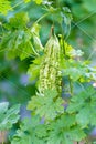 Wild Bitter Gourd, Bitter Cucumber,Bitter Gourd in garden.