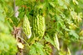 Wild Bitter Gourd, Bitter Cucumber,Bitter Gourd in garden.