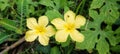 wild bitter melon flowers that grow on bushes Royalty Free Stock Photo