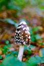 Wild black amanita or agaric poisonous mushroom in autumn forest