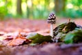 Wild black amanita or agaric poisonous mushroom in autumn forest