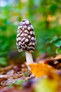 Wild black amanita or agaric poisonous mushroom in autumn forest