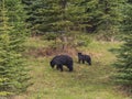 Wild Black Bear family in Jasper National Park Alberta Canada Royalty Free Stock Photo