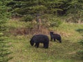 Wild Black Bear family in Jasper National Park Alberta Canada Royalty Free Stock Photo