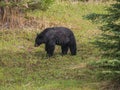 Wild Black Bear family in Jasper National Park Alberta Canada Royalty Free Stock Photo