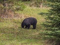 Wild Black Bear family in Jasper National Park Alberta Canada Royalty Free Stock Photo