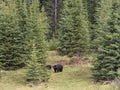 Wild Black Bear family in Jasper National Park Alberta Canada Royalty Free Stock Photo