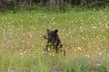 Wild black bear in north Ontario, Canada Royalty Free Stock Photo