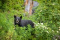 Black Bear in forests of Banff and Jasper National Park, Canada Royalty Free Stock Photo