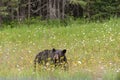 Wild black bear in north Ontario, Canada Royalty Free Stock Photo