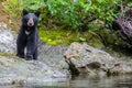 Wild black bear on the Rouge River near Clay Hill in southern Oregon Royalty Free Stock Photo